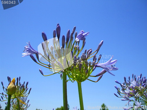 Image of Agapanthus Flowers