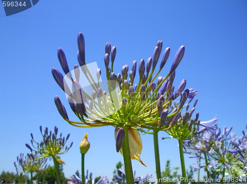 Image of Agapanthus Flowers