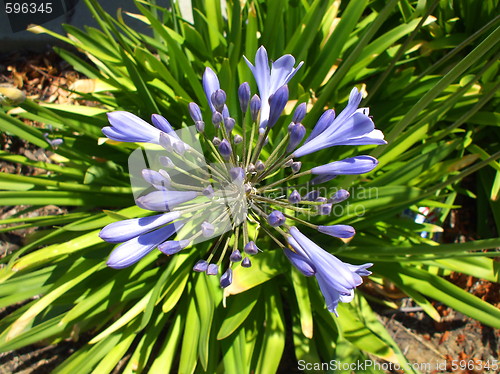 Image of Agapanthus Flowers