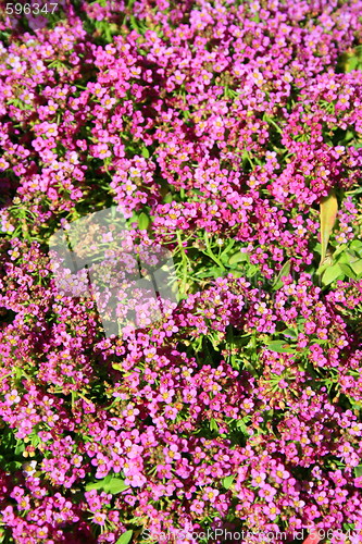 Image of Pink Allyssum Flowers