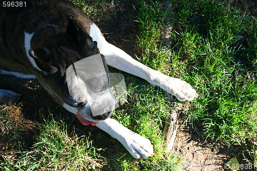 Image of Boxer Dog