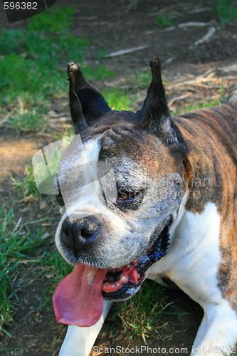 Image of Boxer Dog