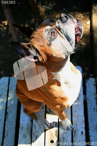 Image of Boxer Dog