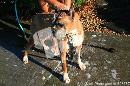 Image of Boxer Dog Bathing