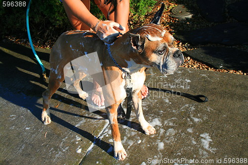 Image of Boxer Dog Bathing