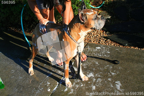 Image of Boxer Dog Bathing