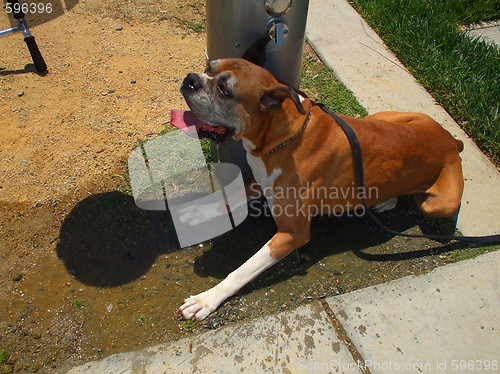 Image of Boxer Dog Cooling Off