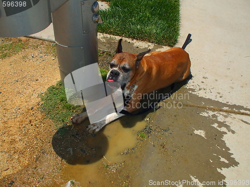 Image of Boxer Dog Cooling Off