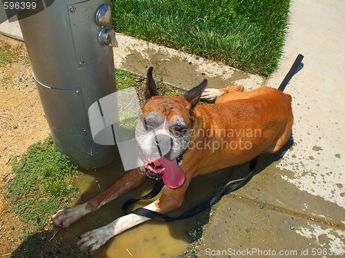 Image of Boxer Dog Cooling Off