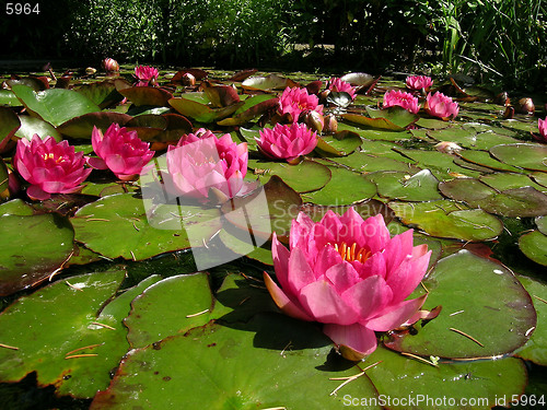 Image of    Waterlily