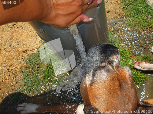 Image of Boxer Dog Drinking Water