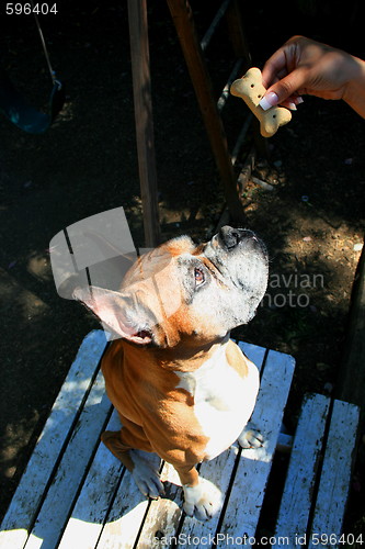 Image of Hand Feeding The Dog