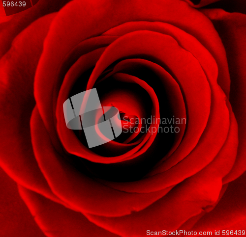 Image of Red rose