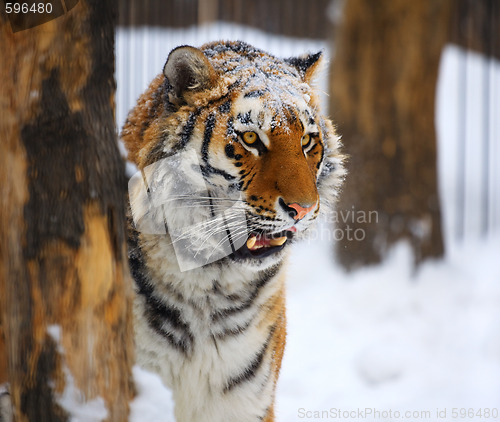 Image of Young tiger portrait. 