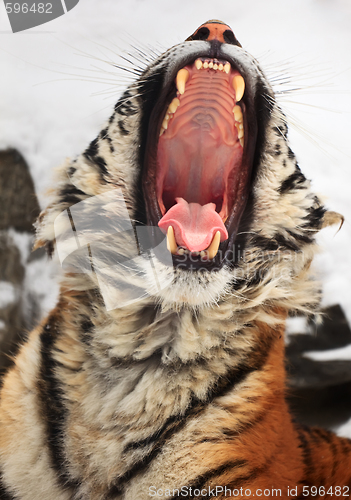 Image of Yawning tiger