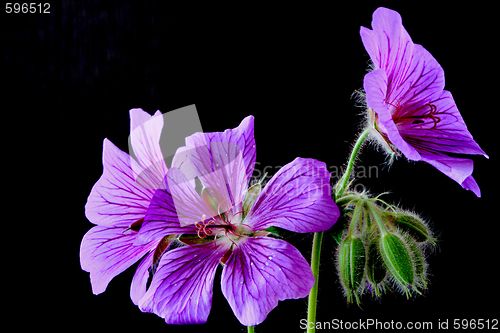 Image of garden geranium (Ger. × magnificum)  