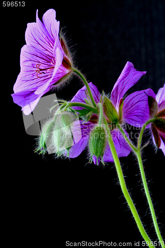 Image of garden geranium (Ger. × magnificum)  