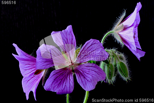 Image of garden geranium (Ger. × magnificum)  