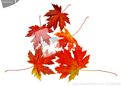 Image of Autumn leaves