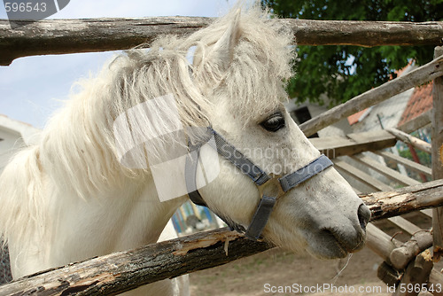 Image of White horse portrait