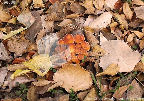 Image of toadstools