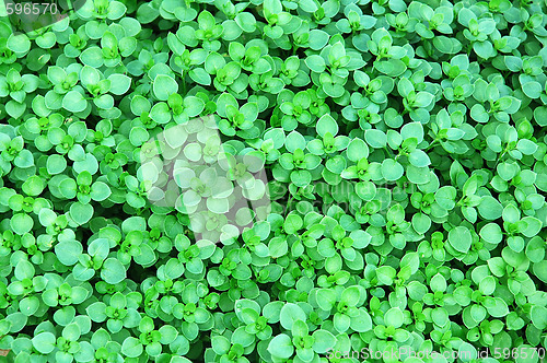 Image of green floral background