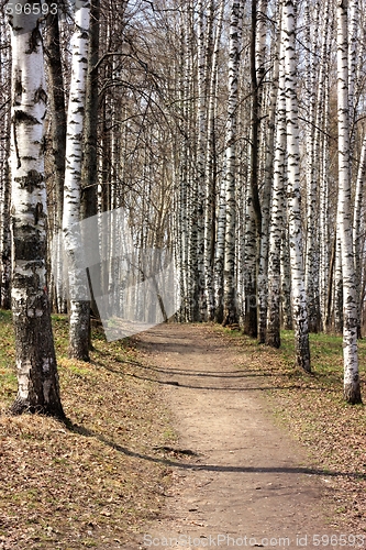 Image of Path in a birchwood