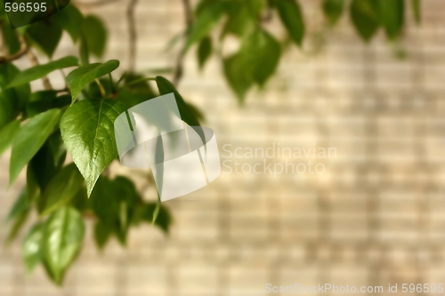 Image of Background. Dismissed leaves on a background of a brick wall