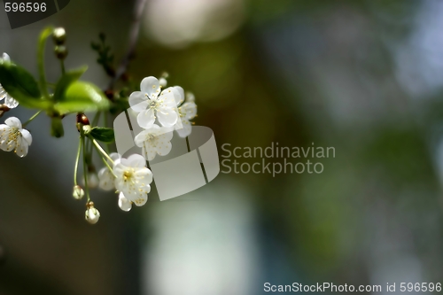 Image of Blossoming cherry. Background