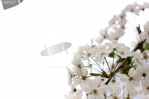 Image of Blossoming cherry on a white background