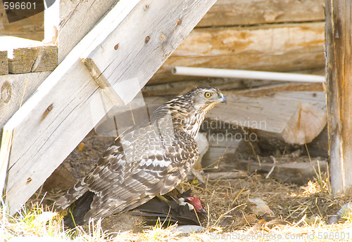 Image of chicken hawk