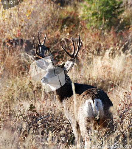 Image of big buck