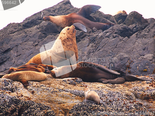 Image of sealion