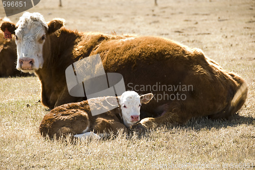 Image of cow and calf