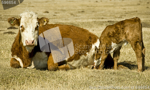 Image of cow and calf