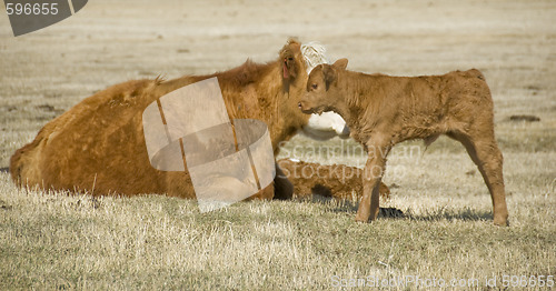 Image of calf and cow