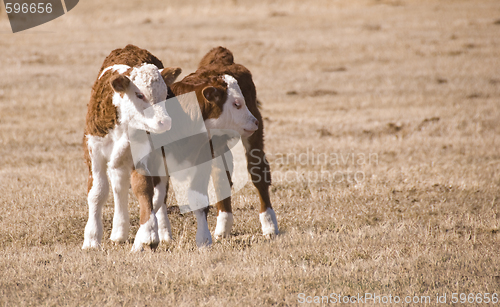 Image of two calfs