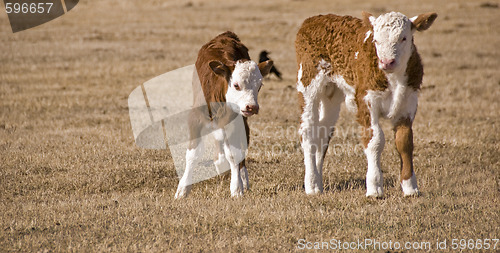 Image of two calfs