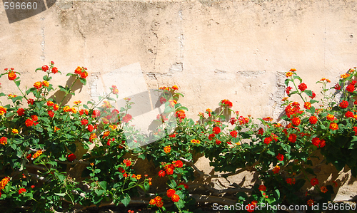 Image of flower wall