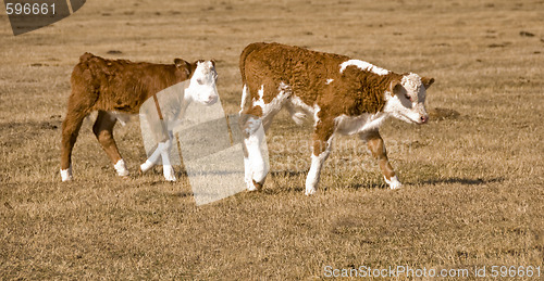 Image of two calf