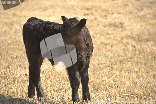 Image of black calf