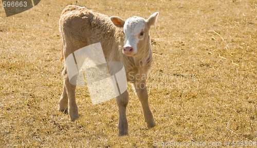 Image of brown calf