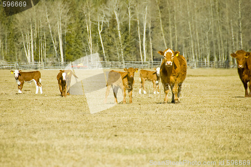 Image of cows and calfs