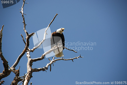 Image of bald eagle