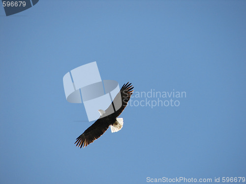 Image of bald eagle