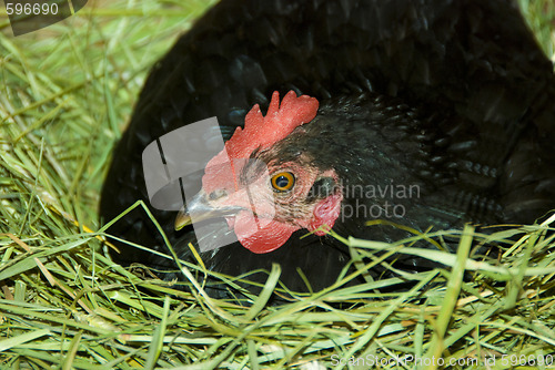 Image of hen in the nest