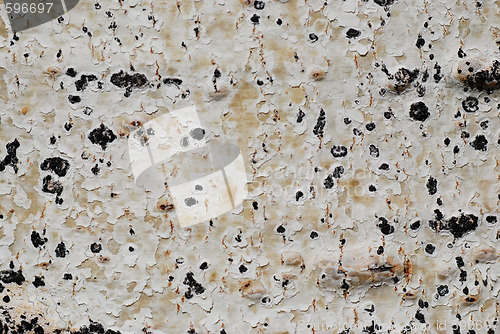 Image of tree bark