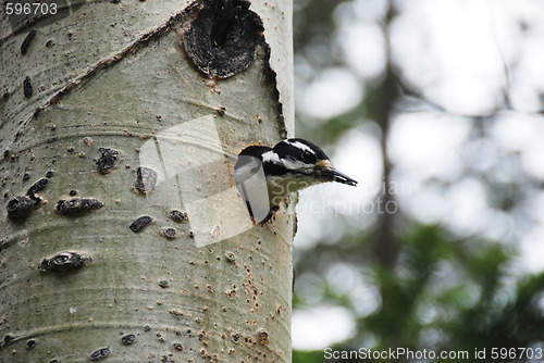 Image of woodpecker