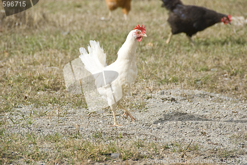 Image of white chicken