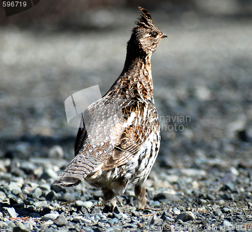 Image of ruffed groude